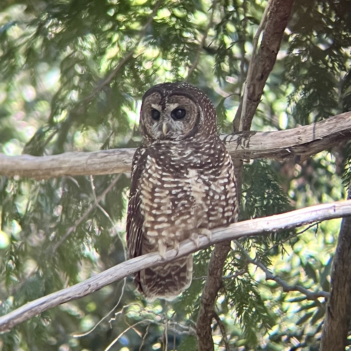 Spotted Owl - ML618507676