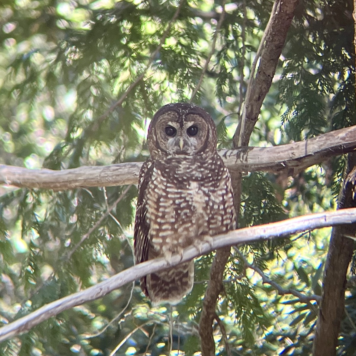 Spotted Owl - ML618507677