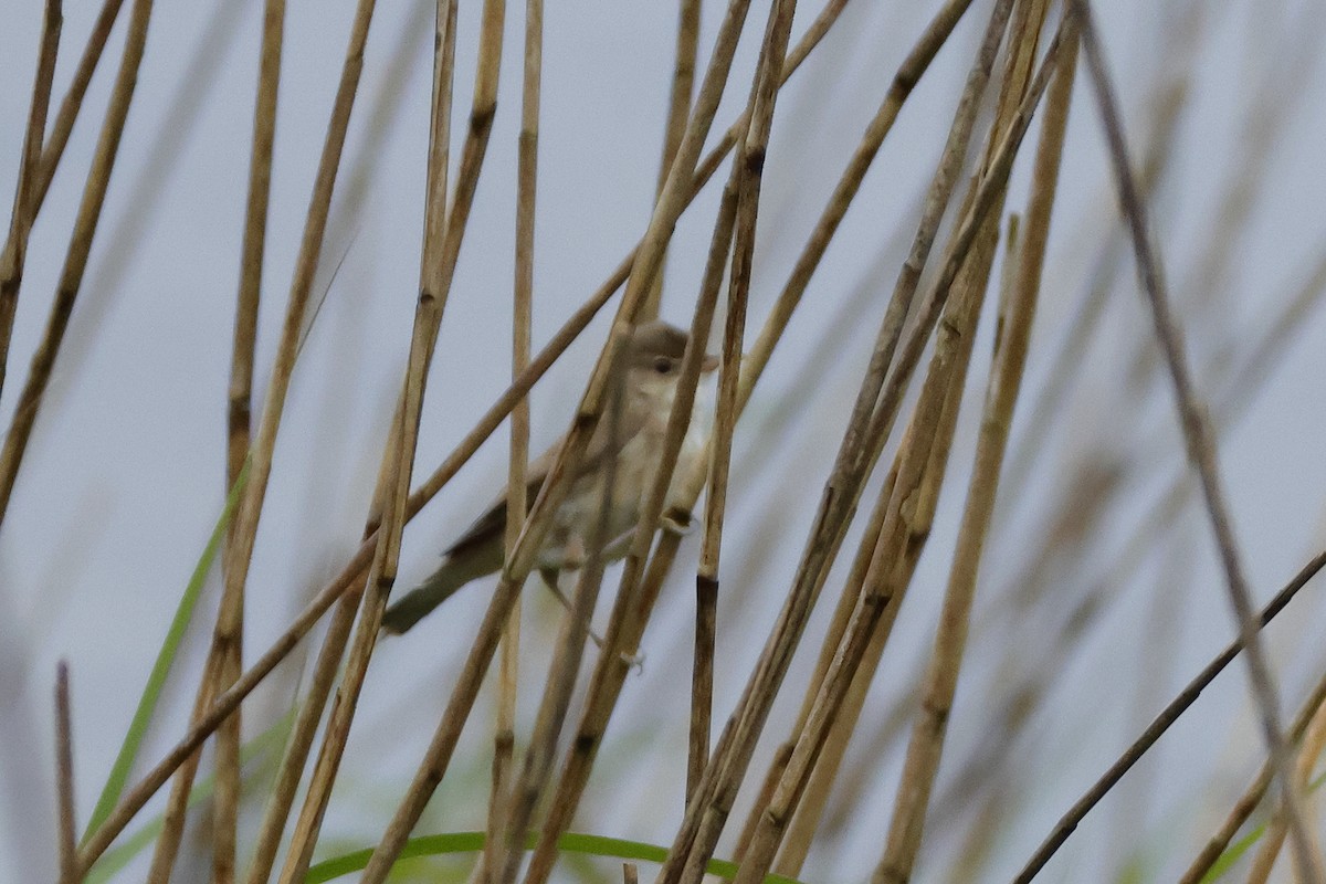 Common Reed Warbler - ML618507689