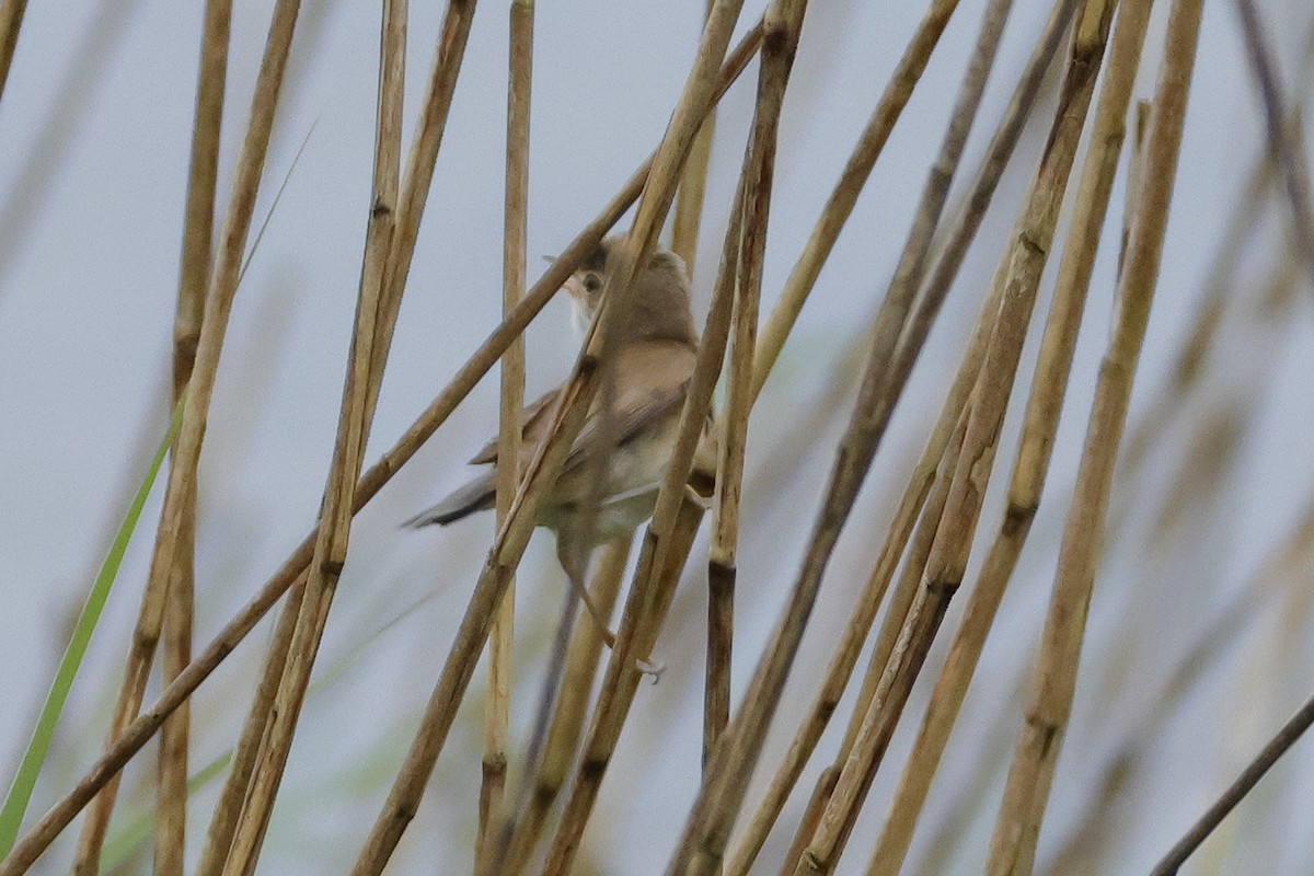 Common Reed Warbler - ML618507696