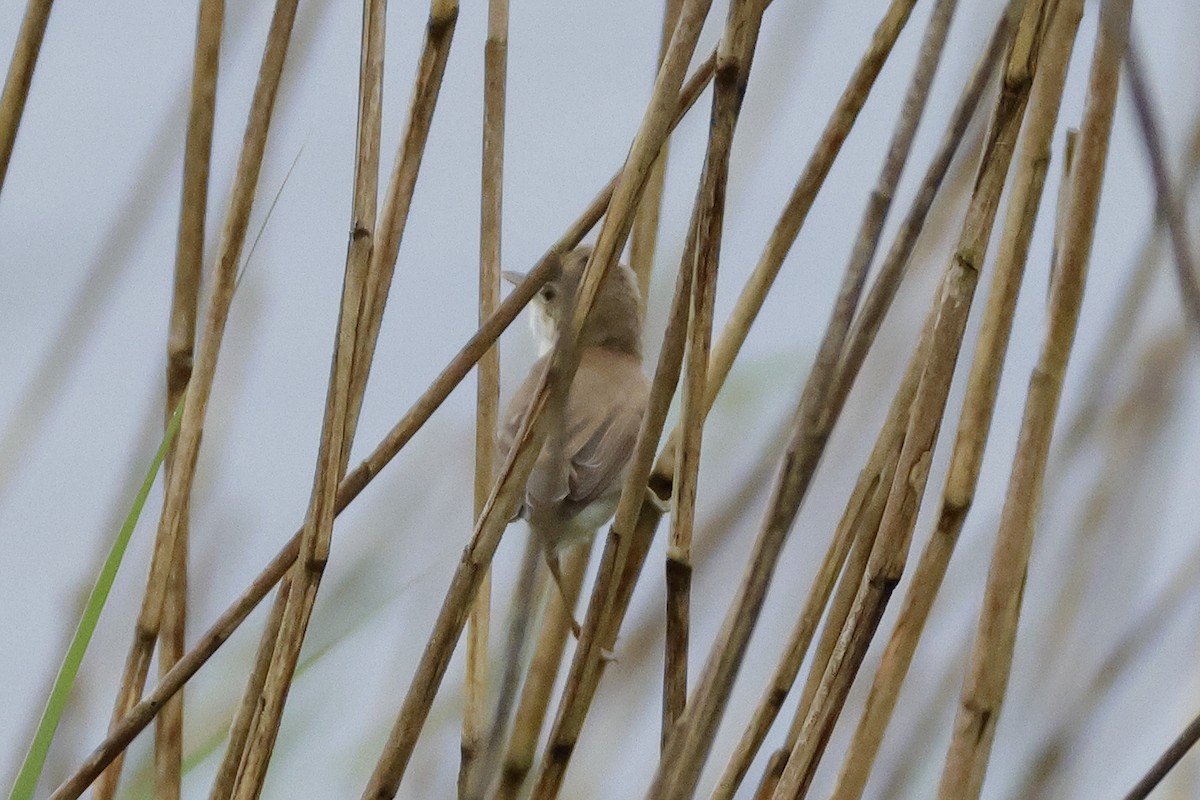 Common Reed Warbler - ML618507700