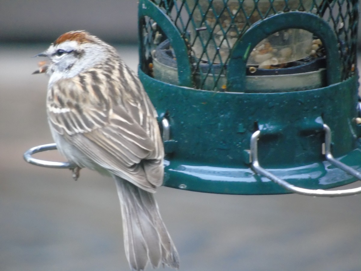 Chipping Sparrow - ML618507719