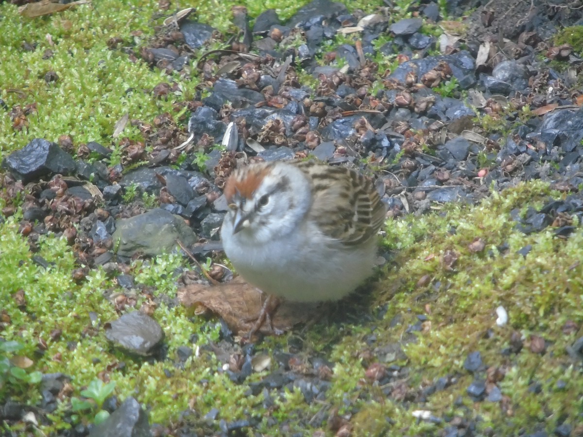Chipping Sparrow - ML618507720