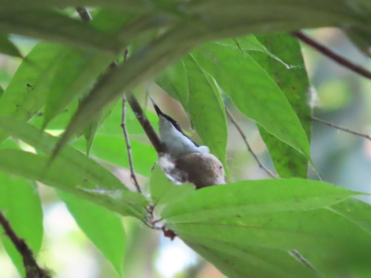 kolibřík purpurovohlavý - ML618507729
