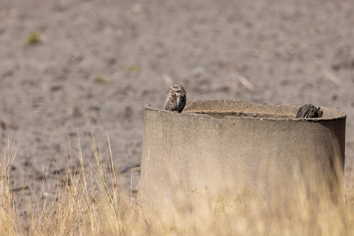Burrowing Owl - ML618507735