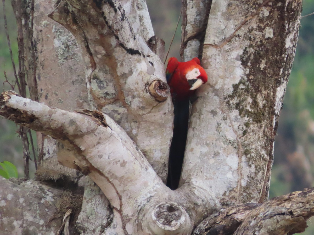 Scarlet Macaw - ML618507743
