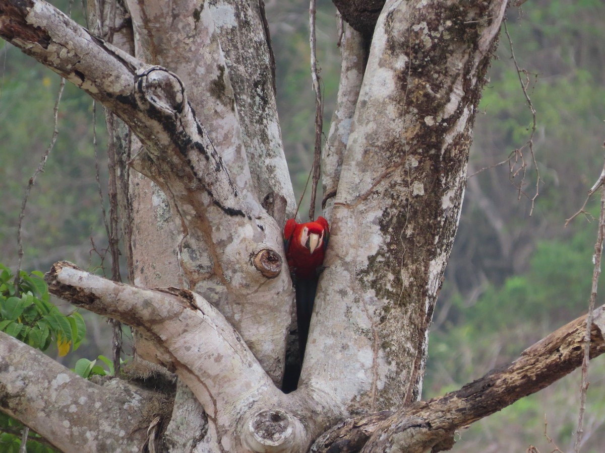Scarlet Macaw - ML618507750