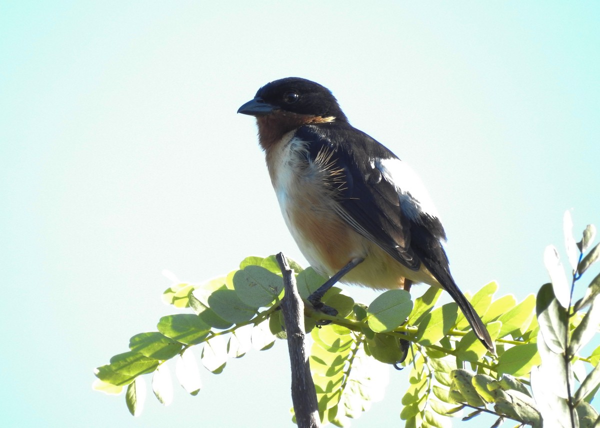 White-rumped Tanager - ML618507778