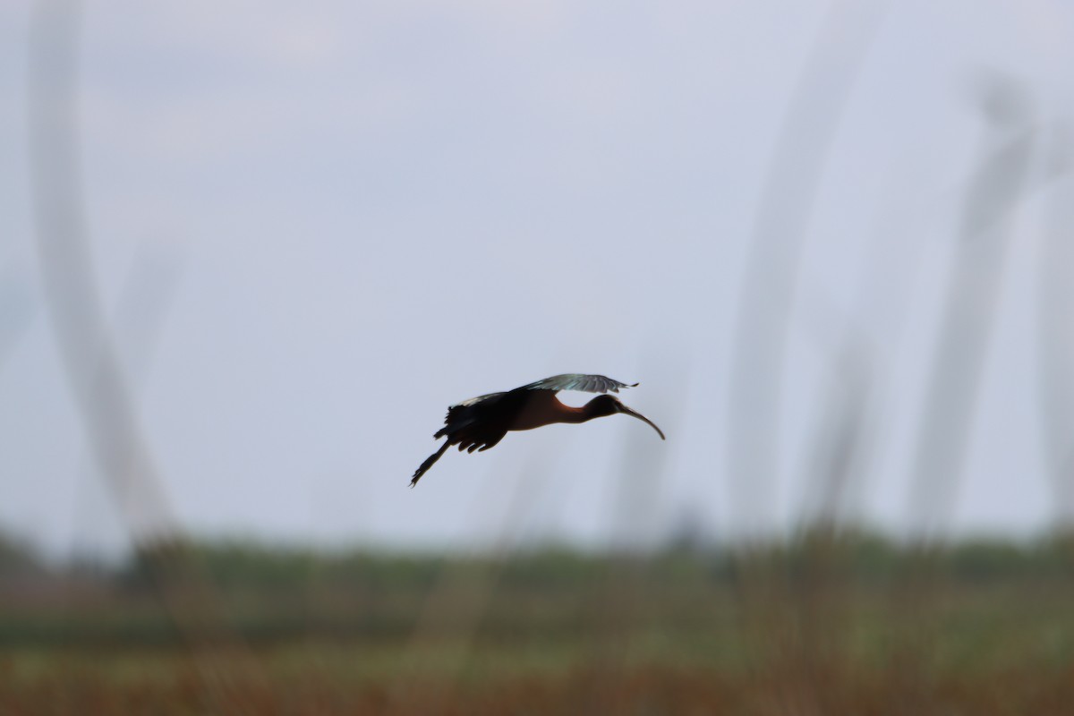 ibis americký - ML618507826