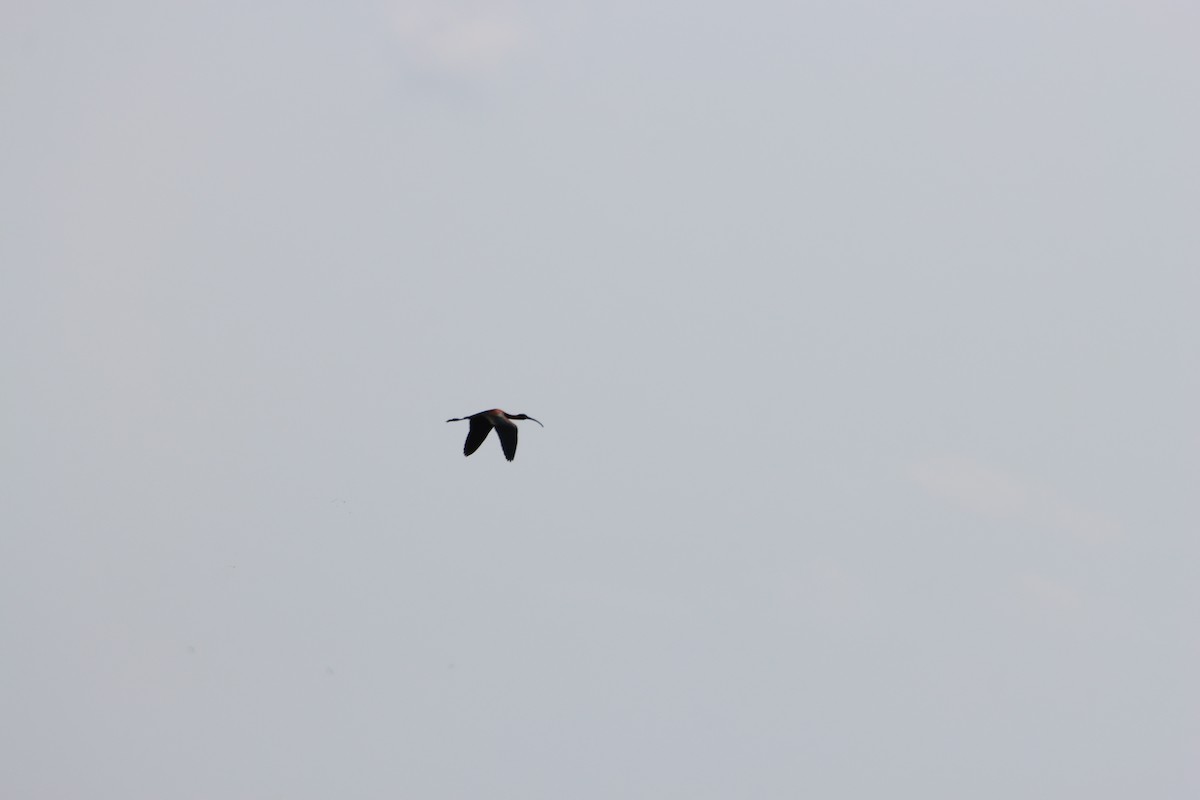 ibis americký - ML618507827