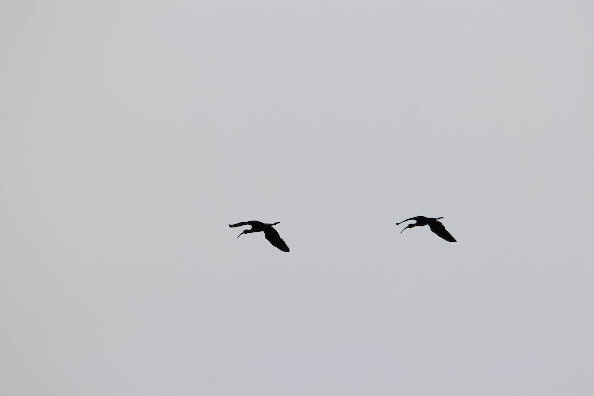 ibis americký - ML618507828