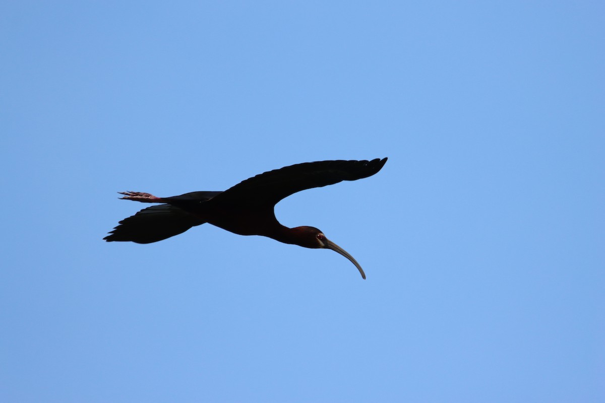 ibis americký - ML618507830