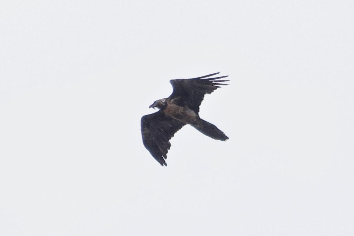 Bearded Vulture - ML618507837