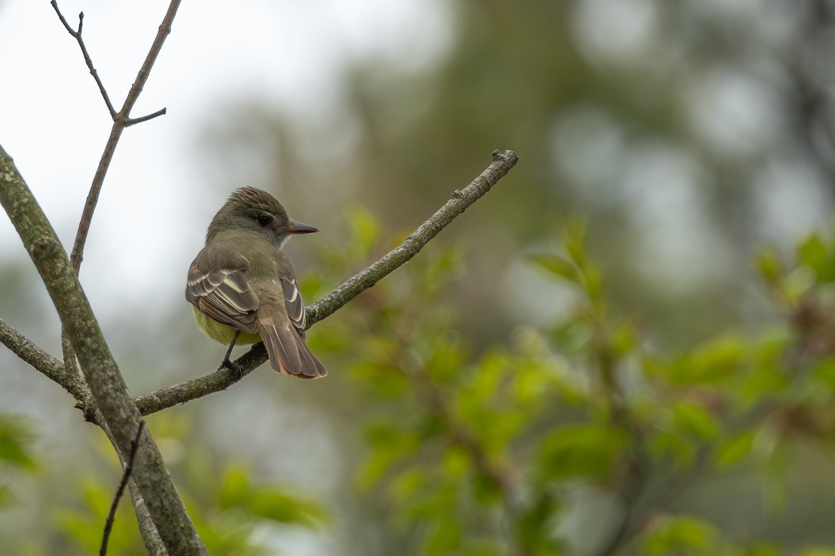 Great Crested Flycatcher - ML618507864