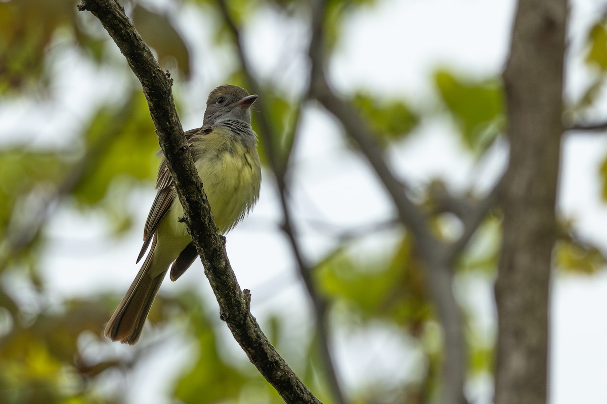 Great Crested Flycatcher - ML618507865