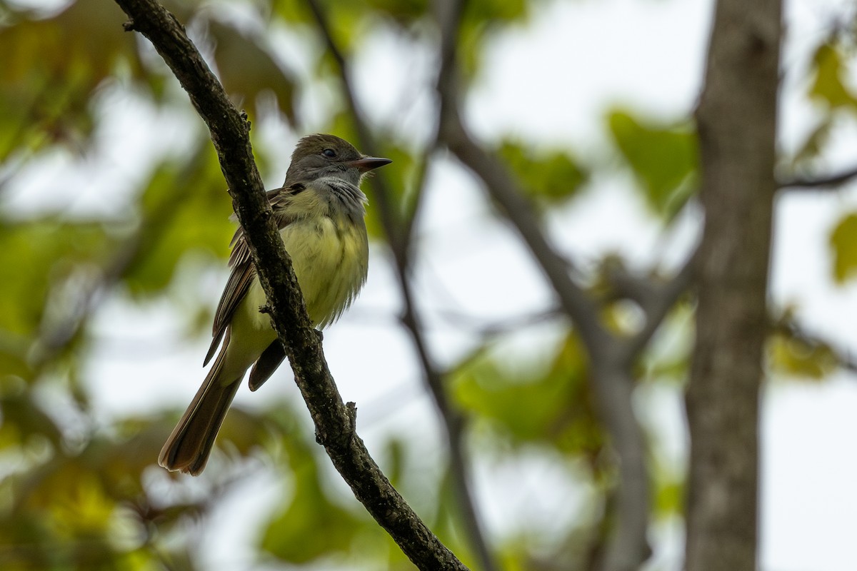 Great Crested Flycatcher - ML618507866