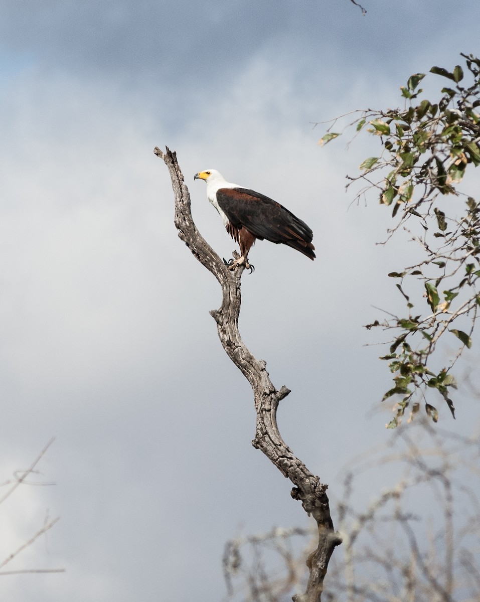 African Fish-Eagle - ML618507871
