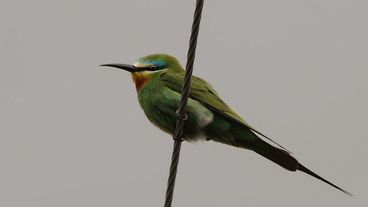 Blue-cheeked Bee-eater - ML618507874