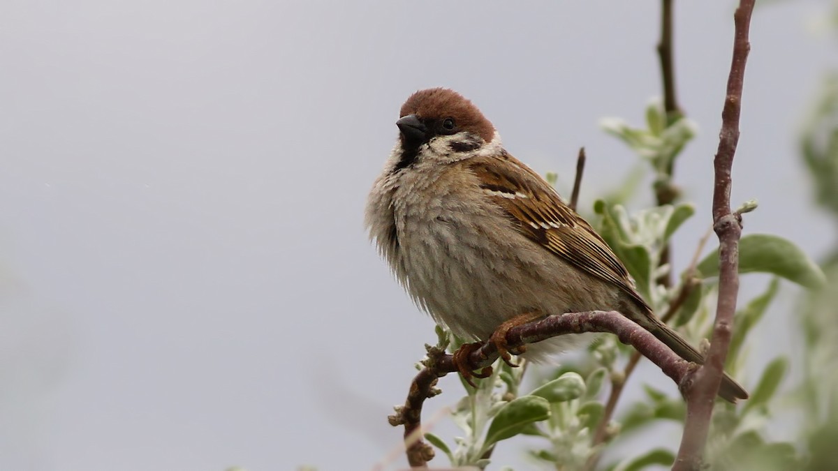 Eurasian Tree Sparrow - ML618507897