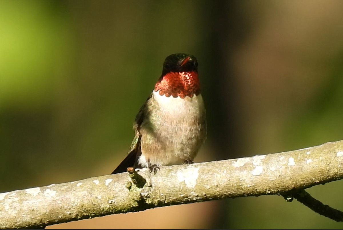 Ruby-throated Hummingbird - Kathy Caminiti