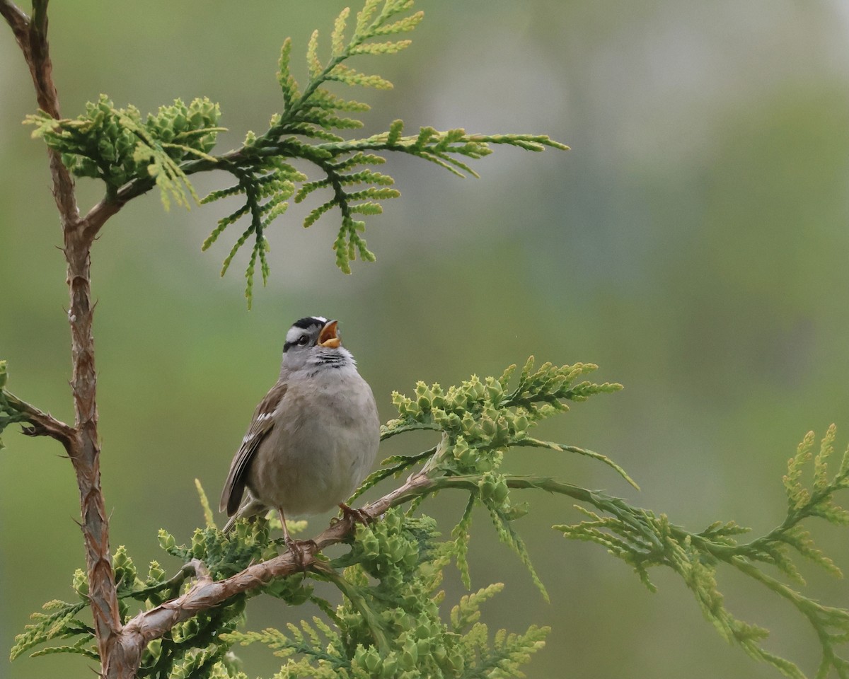White-crowned Sparrow - ML618507924