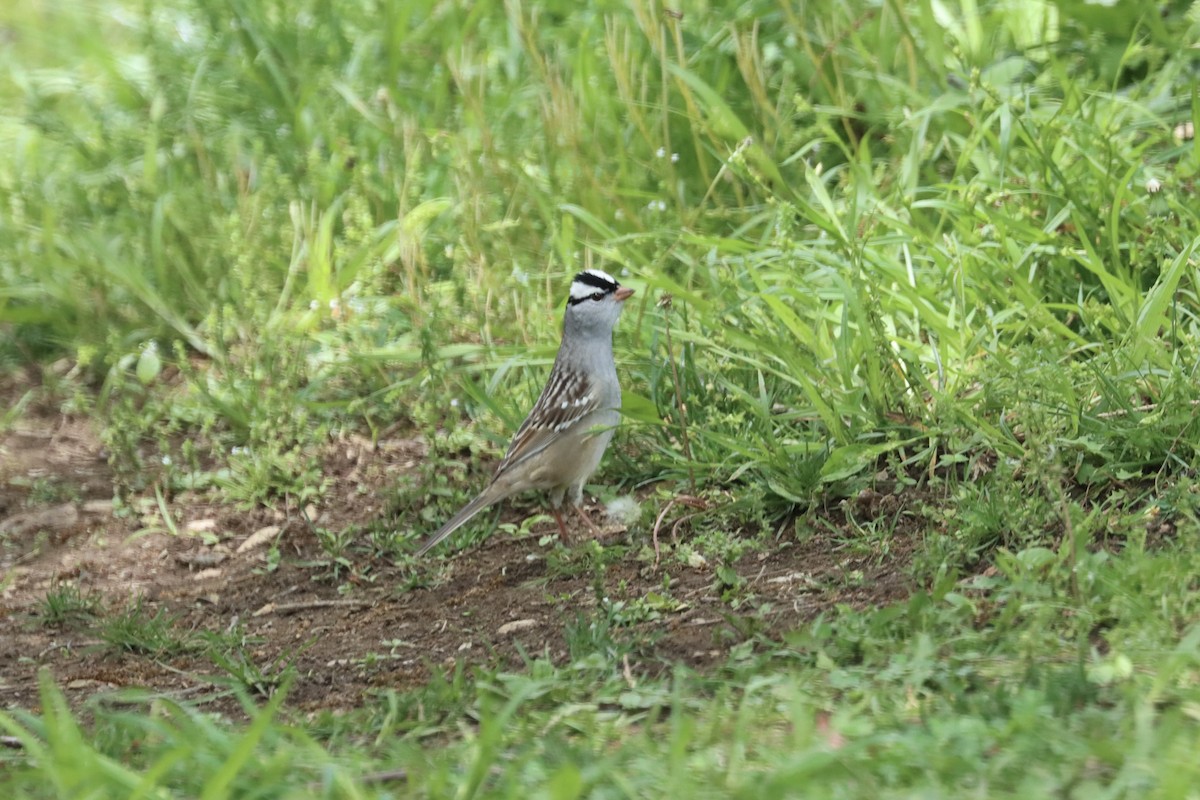 White-crowned Sparrow - ML618507932