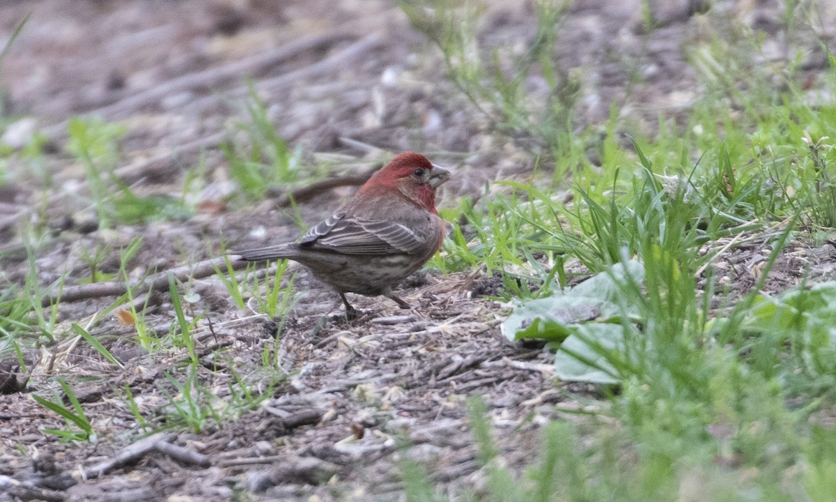 House Finch - Heather Wolf