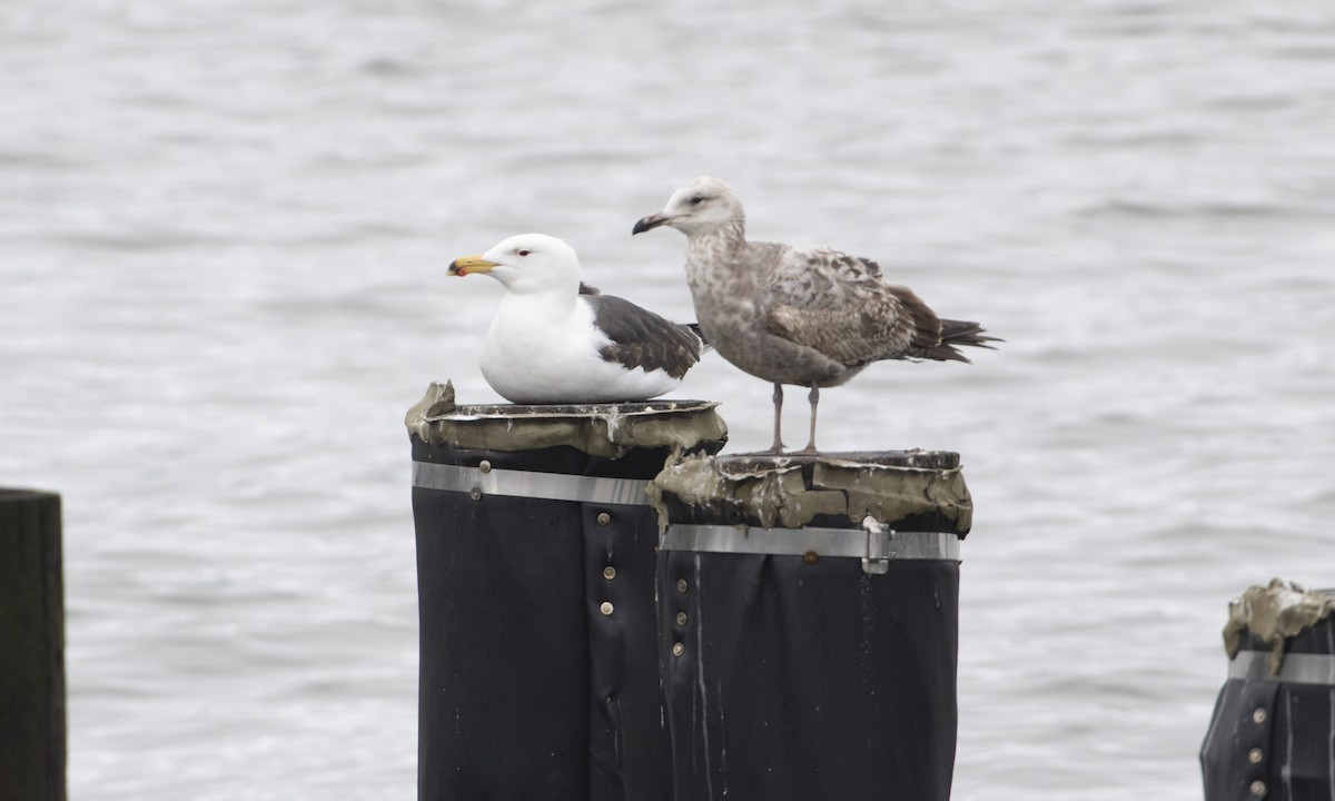 Great Black-backed Gull - Heather Wolf