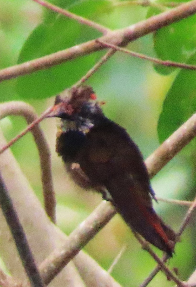 kolibřík červenohlavý - ML618507978