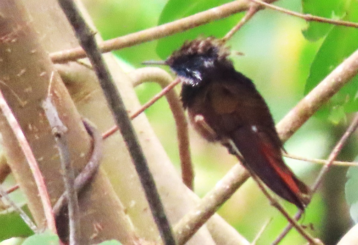 kolibřík červenohlavý - ML618507983