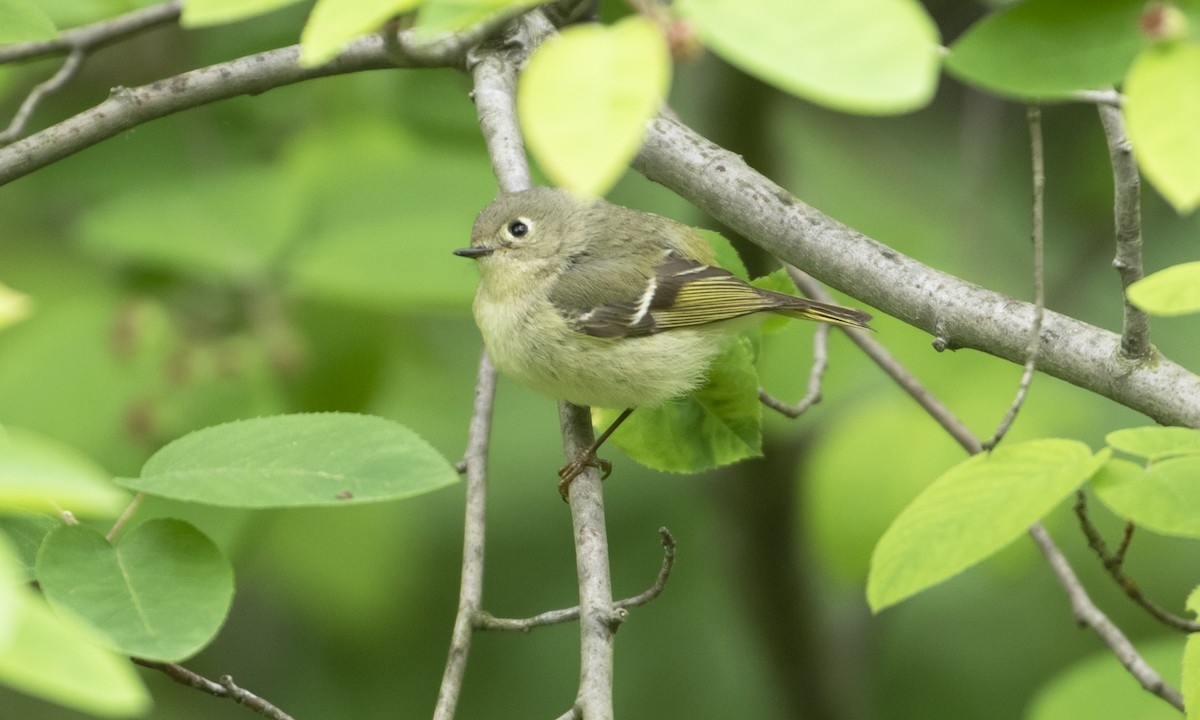 Ruby-crowned Kinglet - Heather Wolf