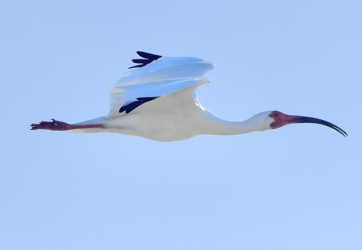 ibis bílý - ML618508020