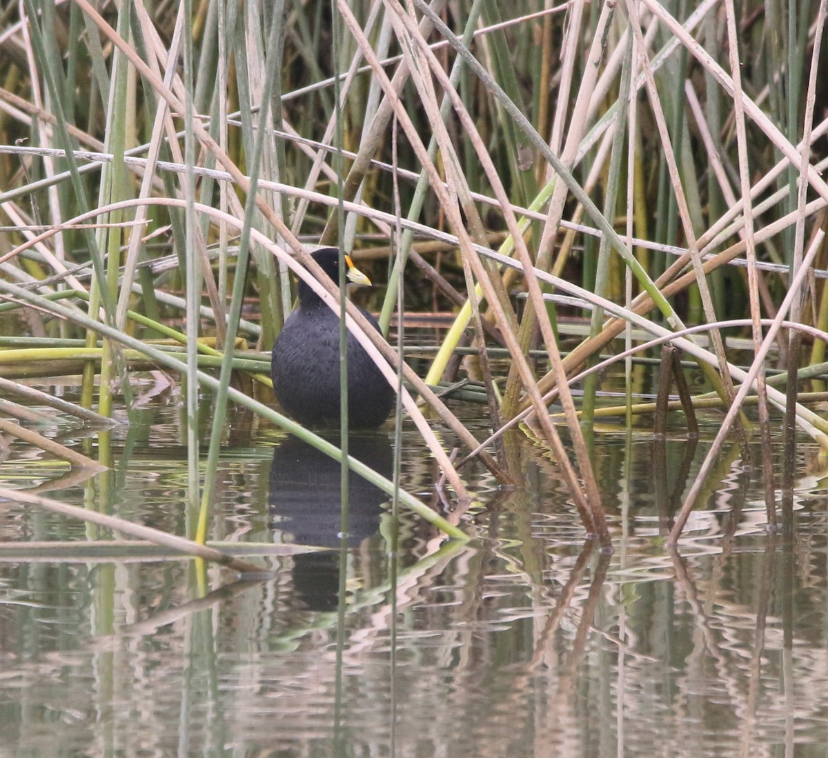 White-winged Coot - ML618508038