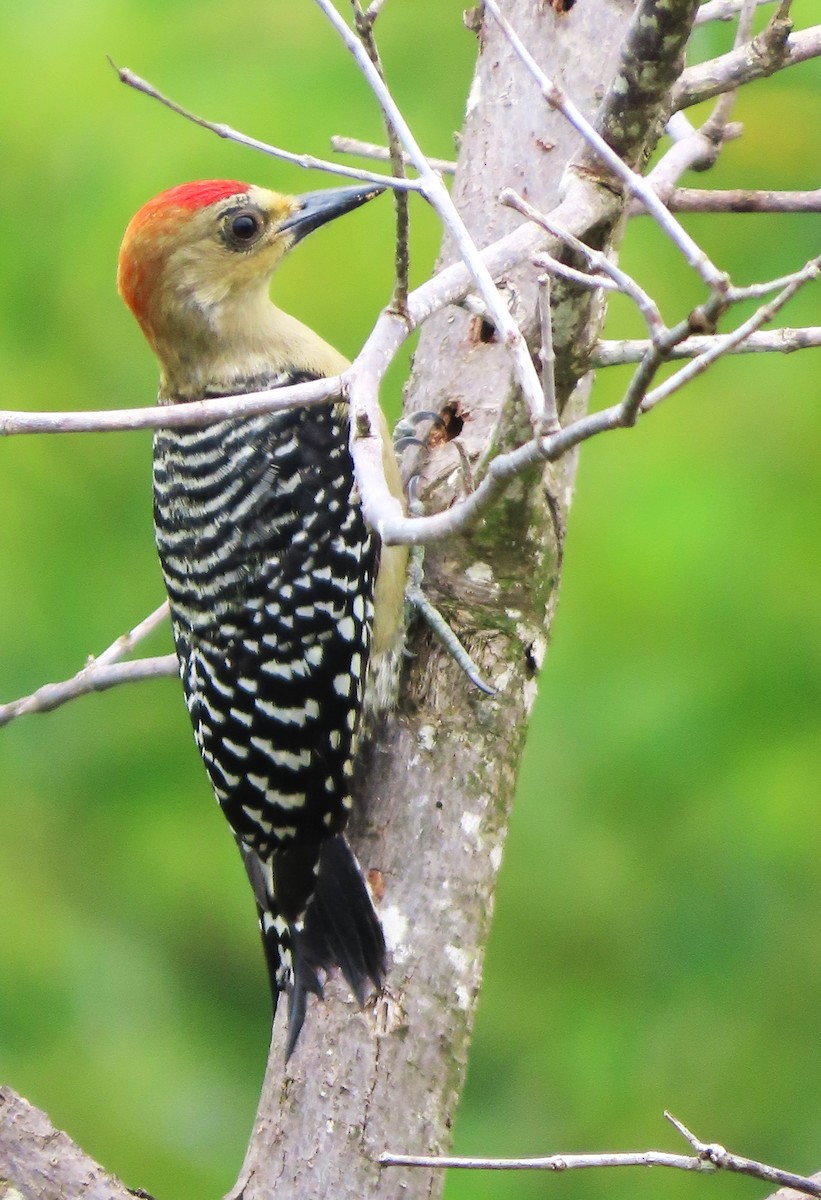 Red-crowned Woodpecker - ML618508040