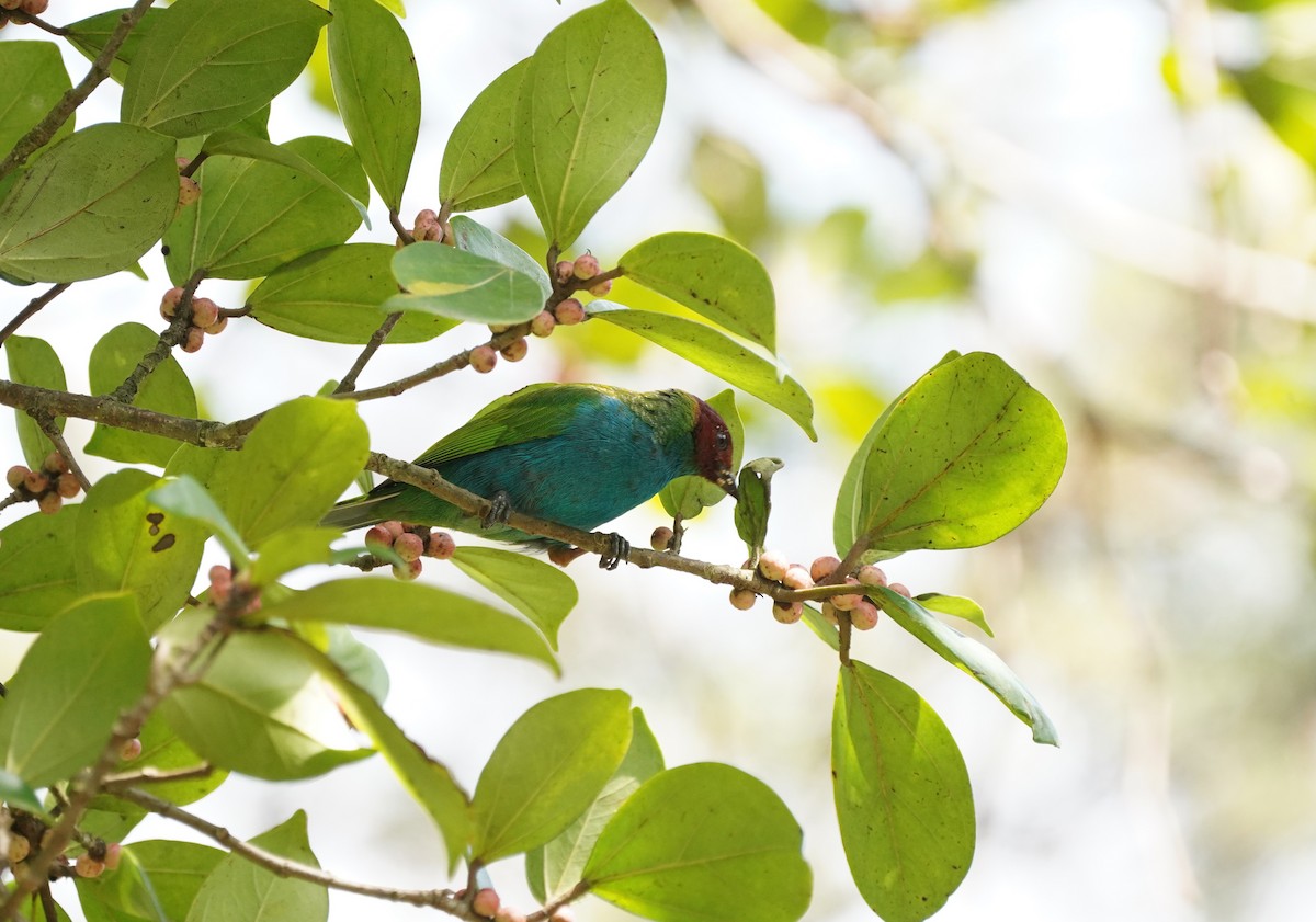 Bay-headed Tanager - ML618508045