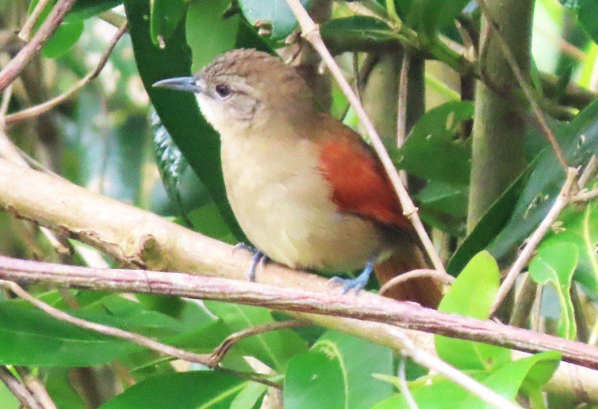 Plain-crowned Spinetail - ML618508052