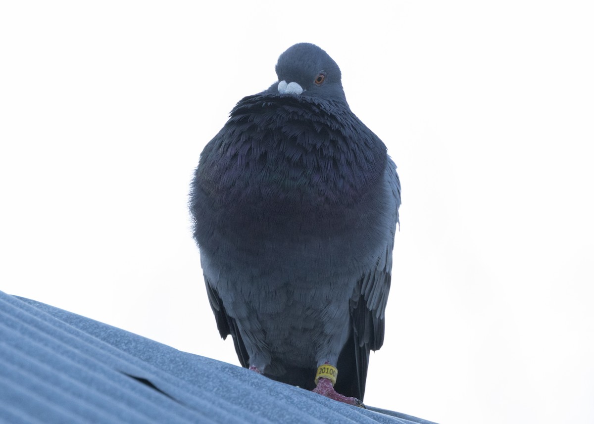 Rock Pigeon (Feral Pigeon) - ML618508071