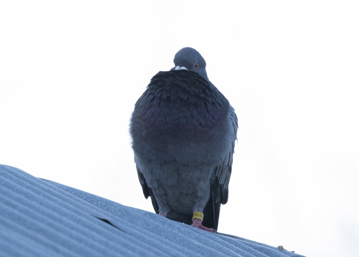 Rock Pigeon (Feral Pigeon) - ML618508072
