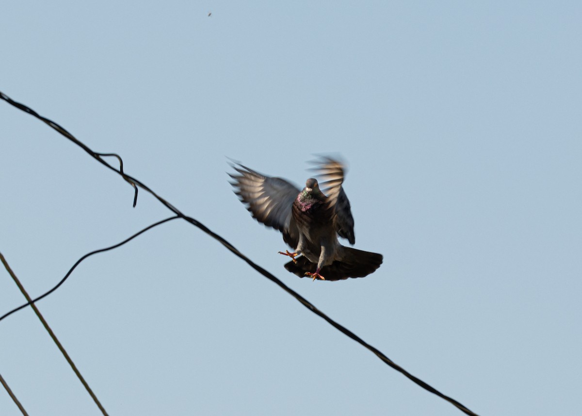 Rock Pigeon (Feral Pigeon) - ML618508084