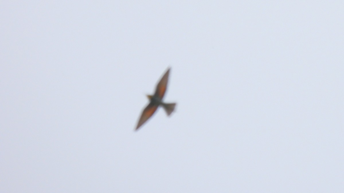 European Bee-eater - ML618508148