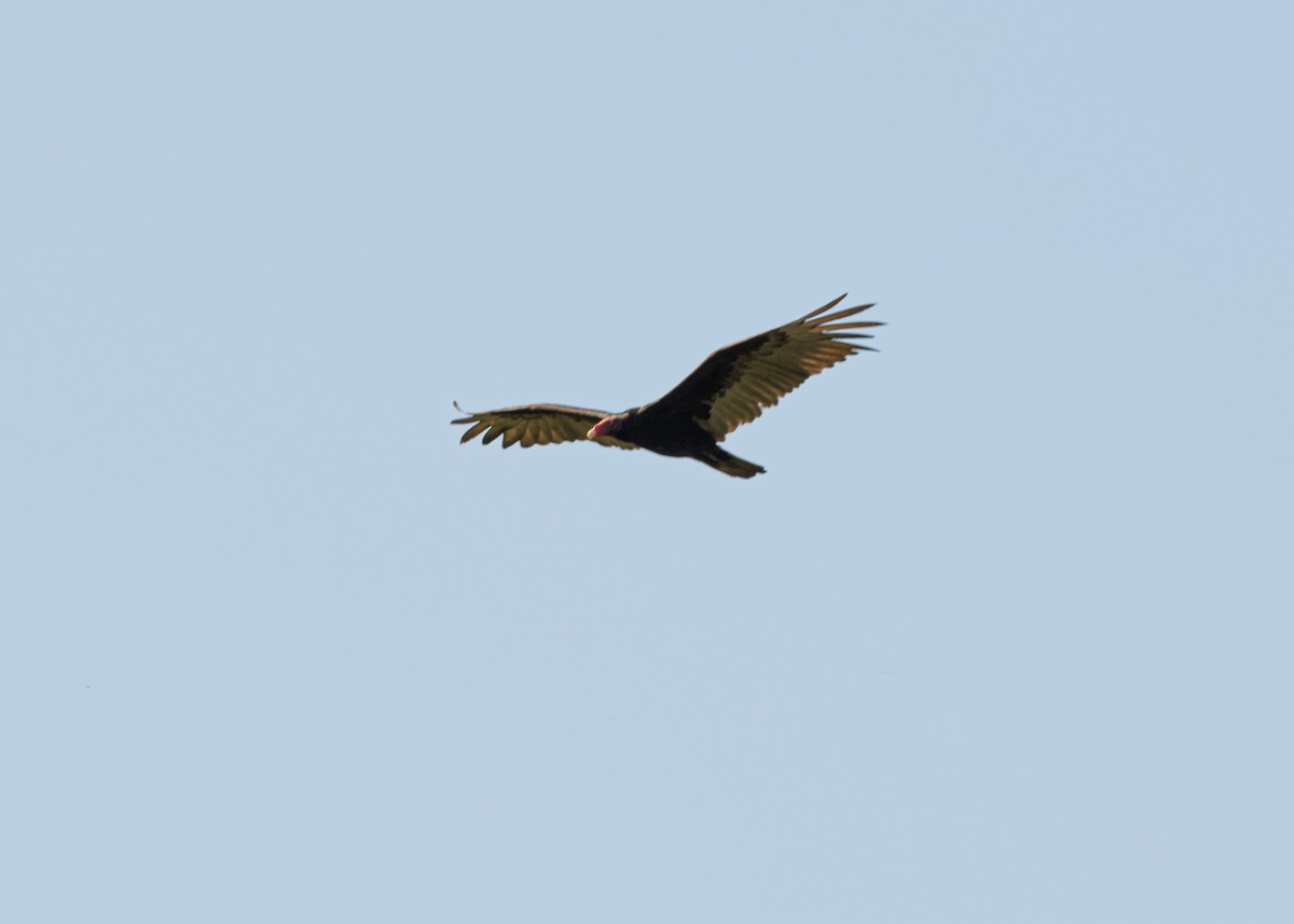 Turkey Vulture (Northern) - ML618508153
