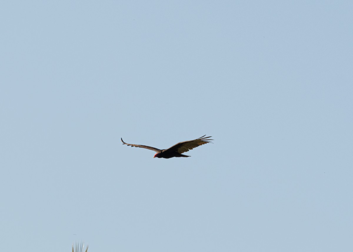 Turkey Vulture (Northern) - ML618508154