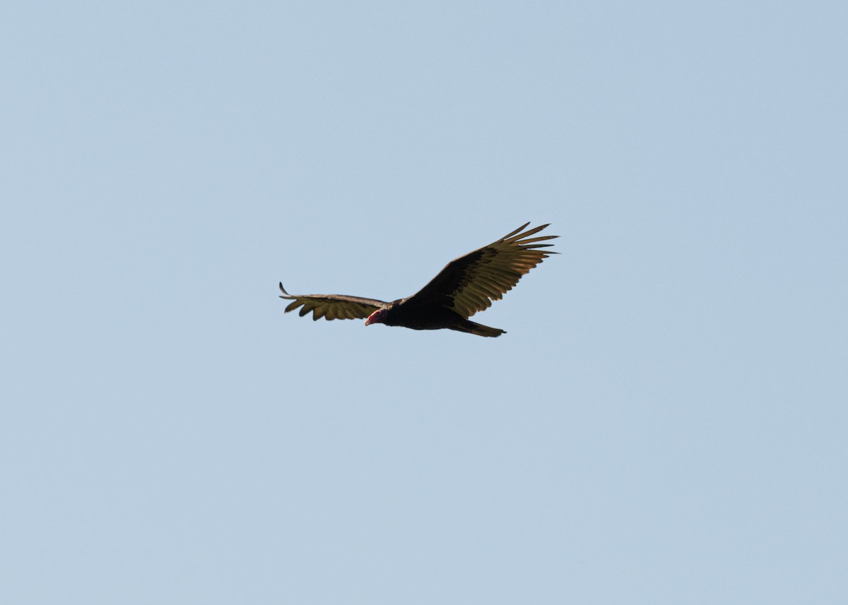 Turkey Vulture (Northern) - ML618508155