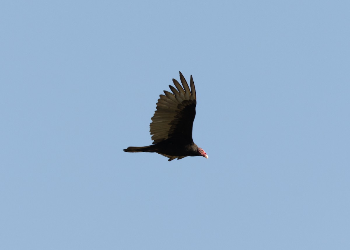 Turkey Vulture (Northern) - ML618508157