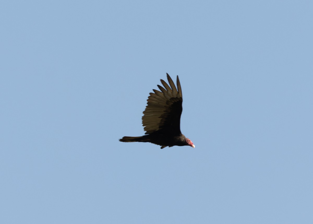 Turkey Vulture (Northern) - ML618508158