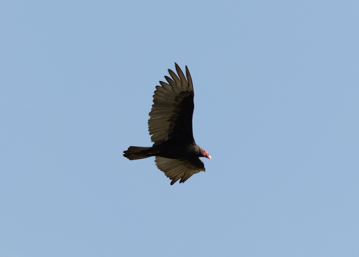 Turkey Vulture (Northern) - ML618508159