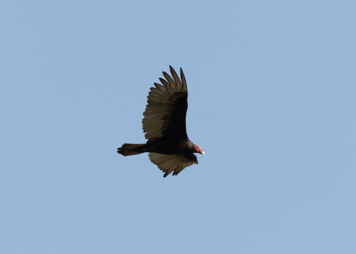 Turkey Vulture (Northern) - ML618508160
