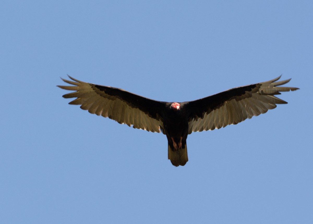 Turkey Vulture (Northern) - ML618508161