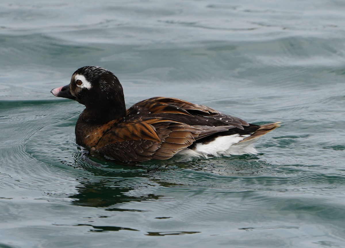 Long-tailed Duck - ML618508166