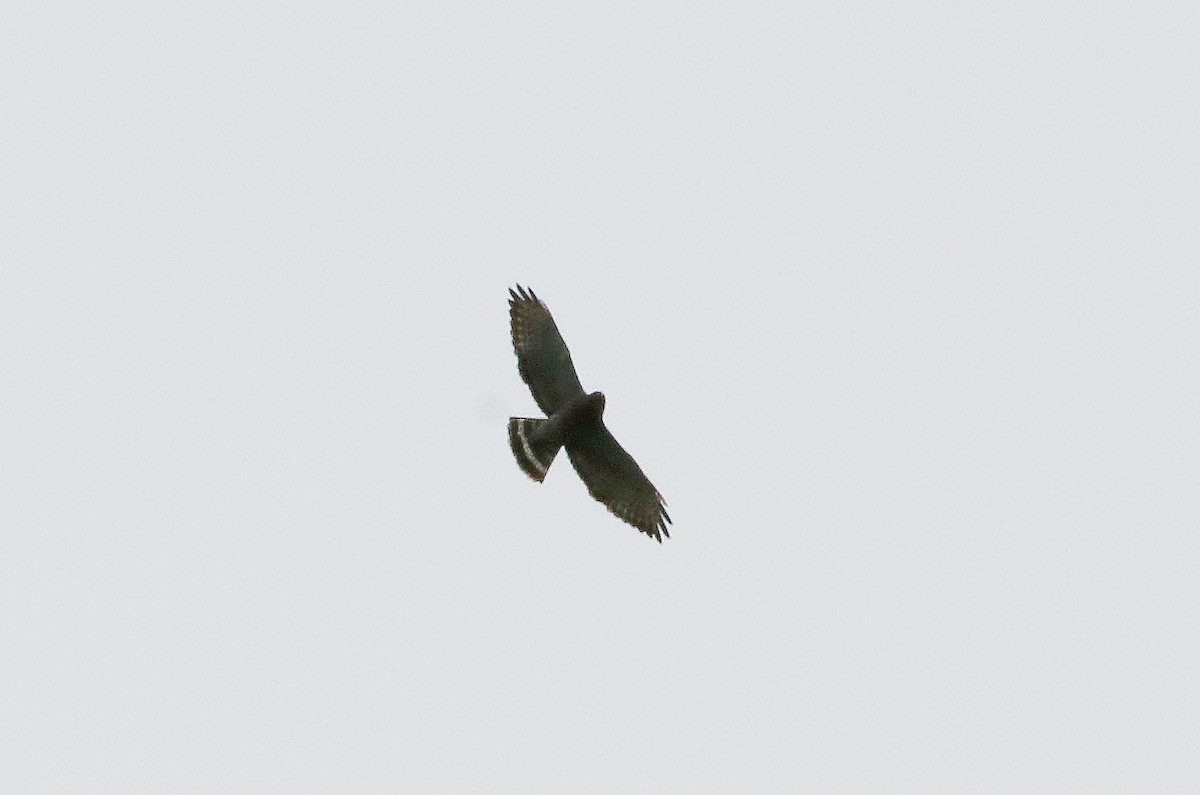 Broad-winged Hawk - ML618508180